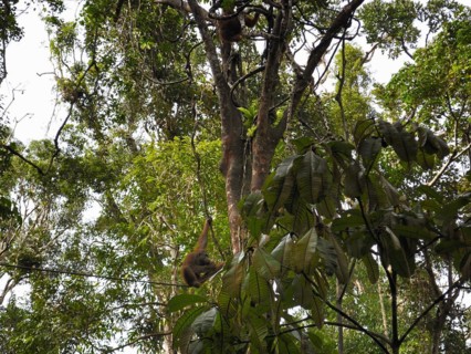 Semenggoh Nature Reserve, Pongo pygmaeus, sarawak, malaysia