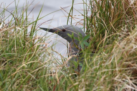 Black-throated loon (Gavia arctica) on the nest, well hidden by the water, Lapland, Norway,