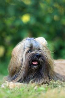 Lhasa Apso