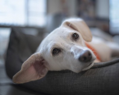 Domestic dog (Canis lupus familiaris), light coat, female, young, animal welfare dog, lying in a