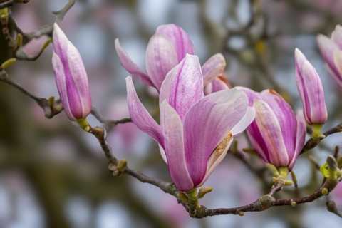 Blossoms of a magnolia (Magnolia), magnolia x soulangeana (Magnolia xsoulangeana), magnolia