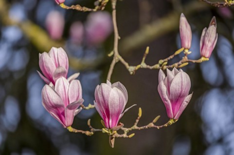 Blossoms of a magnolia (Magnolia), magnolia x soulangeana (Magnolia xsoulangeana), magnolia