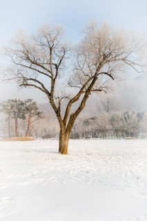 Winter landscape large leafless tree with frost on branches in middle of field covered with snow.