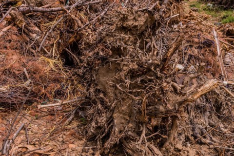 Uprooted tree with exposed twisted roots and surrounding earth, in South Korea