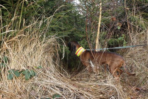 Hunting dog, Bavarian Mountain Hound barking at wild boar (Sus scrofa) in a thicket, Allgaeu,