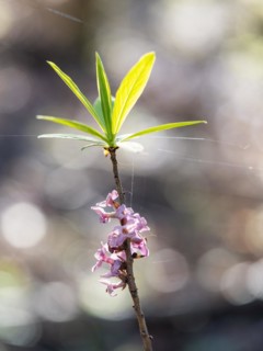 Mezereon (Daphne mezereum), Leoben, Styria, Austria, Europe