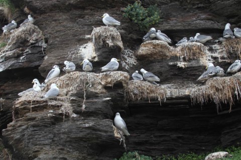 Black-legged kittiwakes (Rissa tridactyla) Old and young birds at the nest, Ekkeroy rock on the