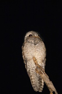 Great potoo (Nyctibius grandis) Pantanal Brazil