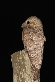 Great potoo (Nyctibius grandis) Pantanal Brazil