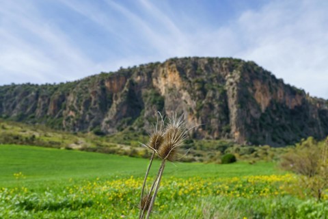 A dried thistle stands in sharp focus against the backdrop of a vibrant green meadow with blooming