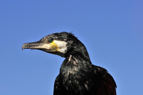 Cormorant, Phalacrocorax carbo