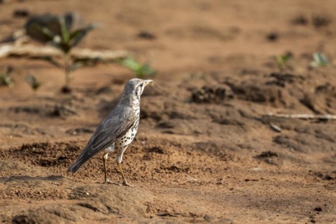 Acacia Thrush (Psophocichla litsitsirupe), Madikwe Game Reserve, North West Province, South Africa,