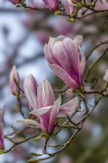 Blossoms of a magnolia (Magnolia), magnolia x soulangeana (Magnolia xsoulangeana), magnolia