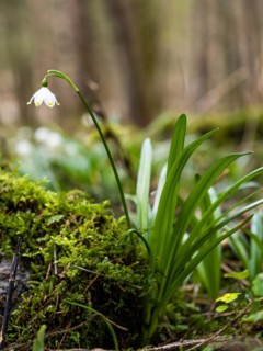 Spring snowdrop (Leucojum vernum), March snowdrop, March bell, large snowdrop. Amaryllis family