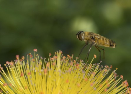 Hottentot fly (Villa hottentotta) of the family Bombyliidae on a St John's wort flower, Valais,