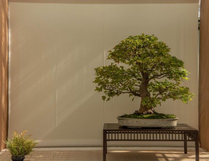 Bonsai