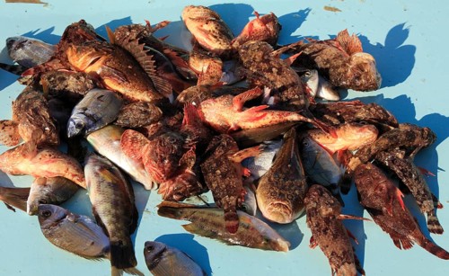 Fish for the bouillabaisse a la marseillaise are sold at the fish market on the Quai des Belges,