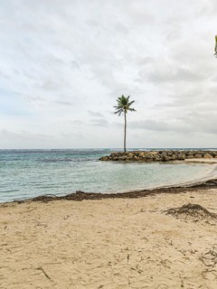 Caribbean dream beach with palm trees, white sandy beach and turquoise-coloured, crystal-clear