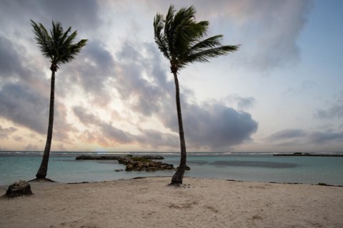 Caribbean dream beach with palm trees, white sandy beach and turquoise-coloured, crystal-clear