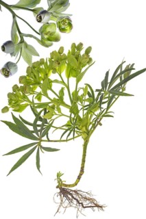 Palm-leaf hellebore (Helleborus foetidus) with roots on a white background, Bavaria, Germany,