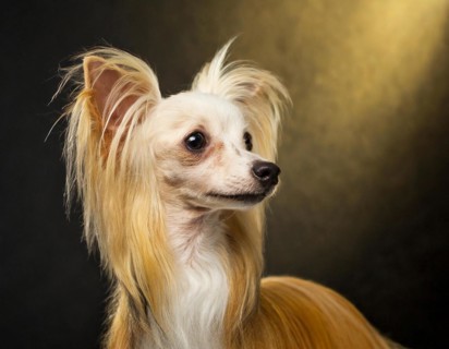 Dog, Chinese crested dog, portrait, head only, puppies, dark background, AI generated, AI generated