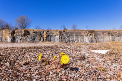 Flowering Coltsfoot (Tussilago farfara) in an old quarry