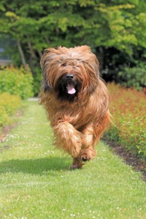 Briard, Berger de Brie