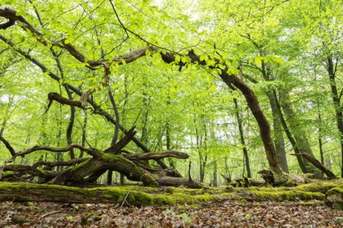 Near-natural deciduous forest, moss-covered deadwood, in spring, Barnbruch Forest nature reserve,