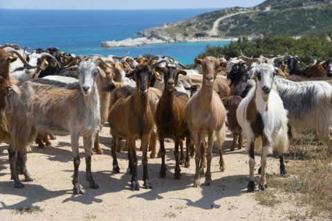 A herd of goats stands on a coastline overlooking the sea, Kriaritsi, Sithonia, Halkidiki, Central