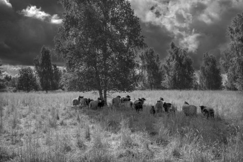 Moorland sheep looking for shade under trees on a nature reserve, Mecklenburg-Western Pomerania,