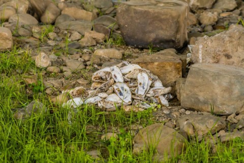 Shellfish waste piled on the ground amid rocks, sign of pollution, in South Korea