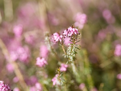 Flowering heather (Erica), near Tragoess, Styria, Austria, Europe