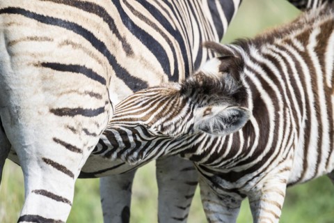 Plains zebra (Equus quagga) foal suckling, Madikwe Game Reserve, North West Province, South Africa,