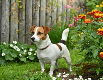 Dog, jack russell terrier, whole figure, outdoor, in the garden, AI generated, AI generated