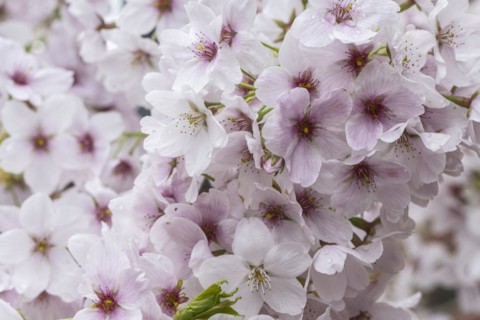 Japanese cherry (Prunus serrulata), Emsland, Lower Saxony, Germany, Europe