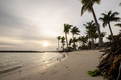 Caribbean dream beach with palm trees, white sandy beach and turquoise-coloured, crystal-clear