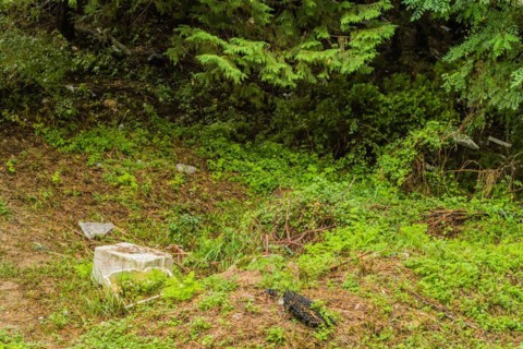 A section of forest with green plants and visible litter indicating environmental issues, in South