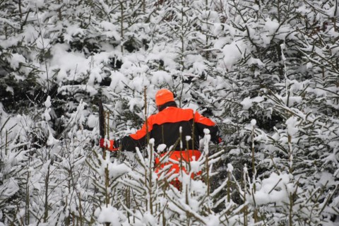 Wild boar hunt, hunting assistant, so-called beater, in safety clothing and armed with a spear,