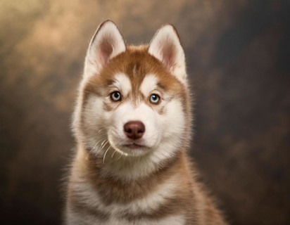 Dog, husky, portrait, head only, puppies, dark background, AI generated, AI generated