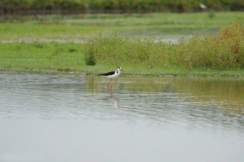 Black-winged Stilt, Himantopus himantopus, italy