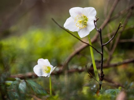 Christmas rose (Helleborus niger), near Tragoess, Styria, Austria, Europe