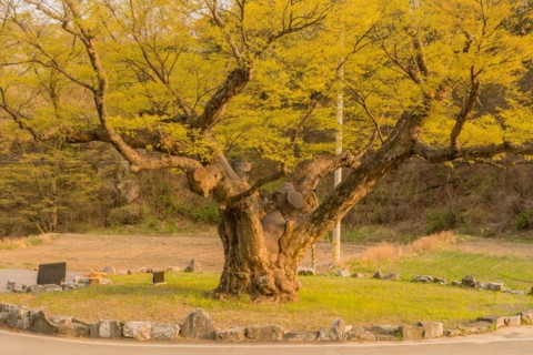 Large tree in rural farming community. Tree is 630 years old, 25 meters tall and with girth of 7.5