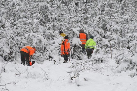 Wild boar (Sus scrofa) Hunting helpers, so-called beaters in warning clothing comb through a spruce