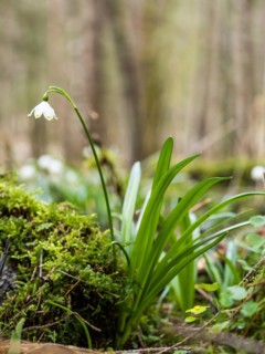 Spring snowdrop (Leucojum vernum), March snowdrop, March bell, large snowdrop. Amaryllis family