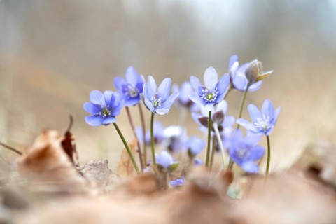 Common liverwort (Hepatica nobilis), flowers in the sunlight between leaves on the forest floor,