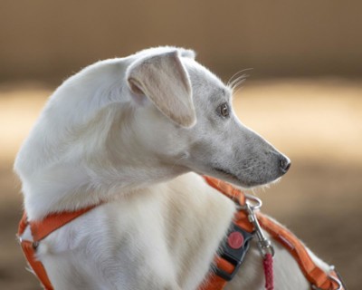 Domestic dog (Canis lupus familiaris), light coat, female, young, animal welfare dog, sitting and