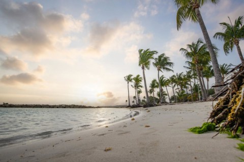 Caribbean dream beach with palm trees, white sandy beach and turquoise-coloured, crystal-clear