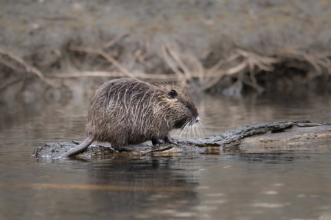 Nutria (Myocastor coypus), wet, walking on a lying tree trunk in the water, profile view,