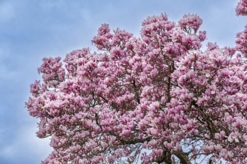Tree with magnolia blossoms, magnolia (Magnolia), magnolia x soulangeana (Magnolia xsoulangeana),