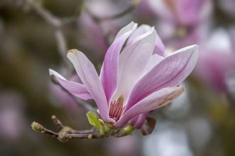 Blossom of a magnolia (Magnolia), magnolia blossom, magnolia x soulangeana (Magnolia xsoulangeana),